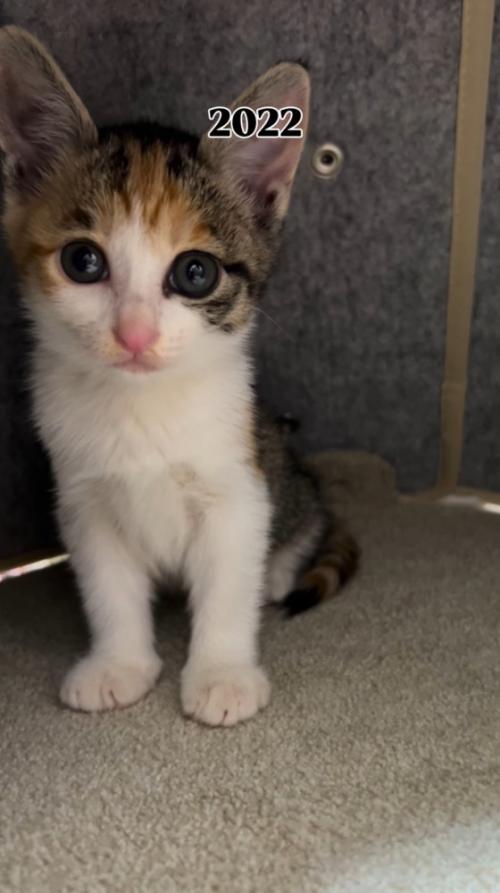カメラをじっと見つめる子猫