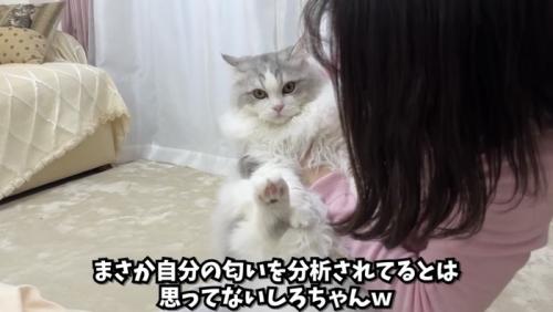 猫吸いの総評