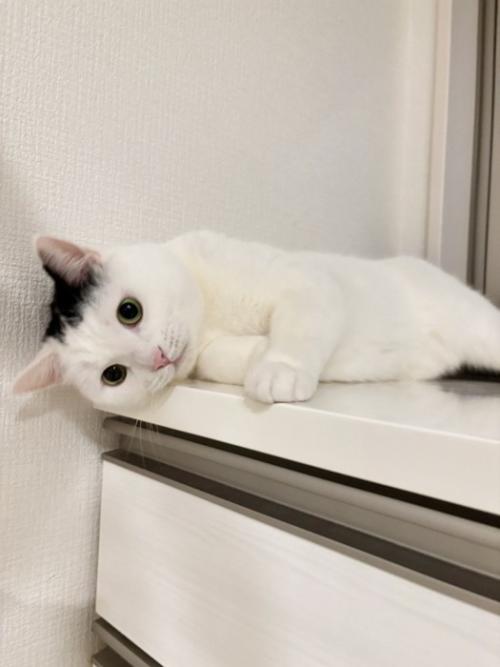 寝転がる猫