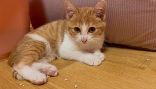 横になる子猫