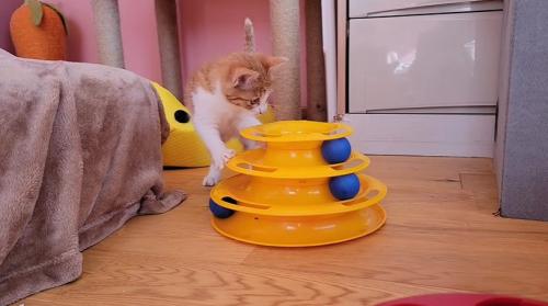 おもちゃに飛び掛かる子猫