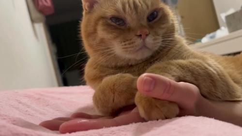 前を向く猫