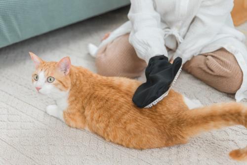 猫グルーミング