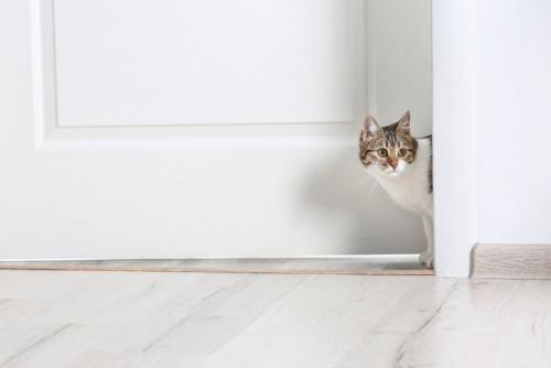 ドアからこっそり入ってくる猫
