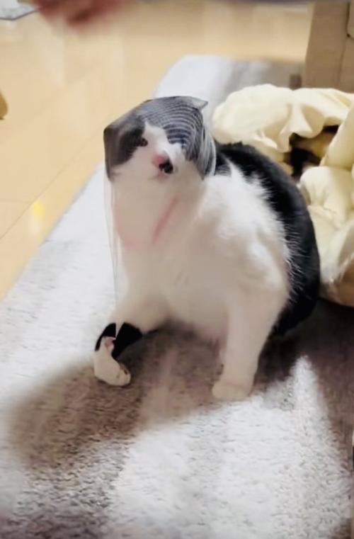 頭に被った排水溝ネットを外そうとする保護猫