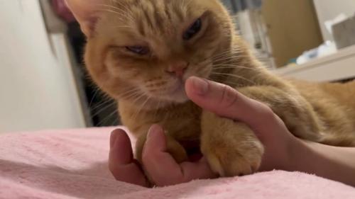 顔をあげる猫