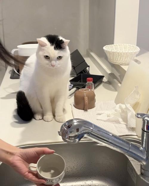睨む猫