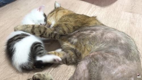 子猫（右）と成猫さん（左）