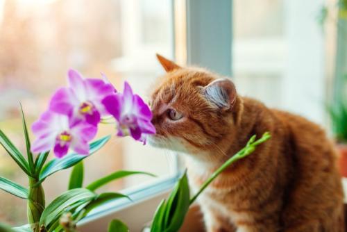 花に顔を近づける猫