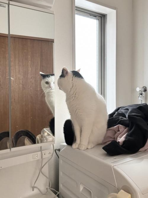 鏡を見る猫