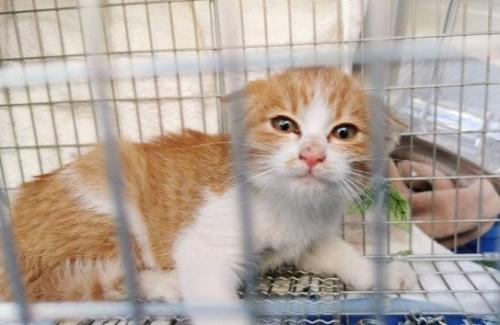 柵越しの子猫