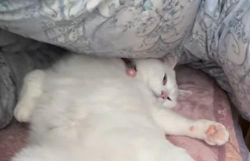 布団でまどろむ猫