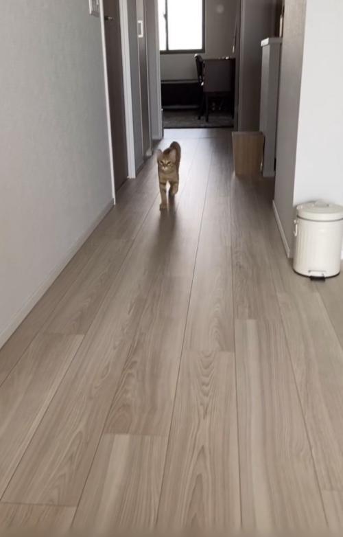 飼い主さんのほうに走ってくる茶トラ猫