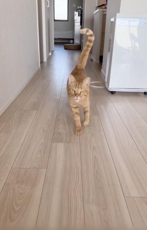 飼い主さんのほうに走ってくる茶トラ猫