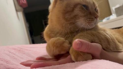 横を向く猫