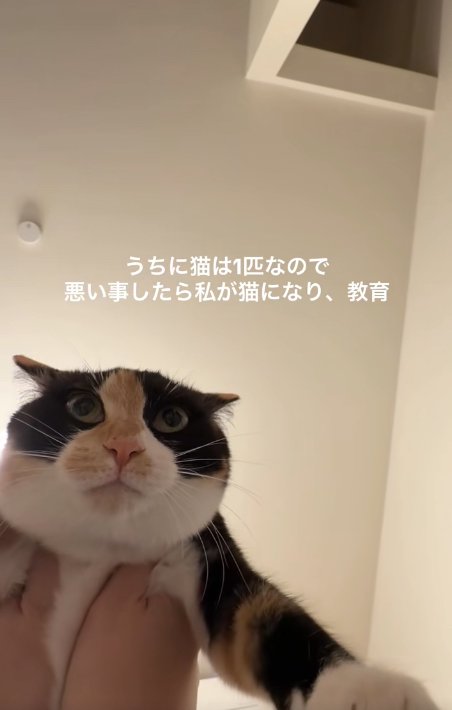 両脇を掴まれているイカ耳の猫（アップ）