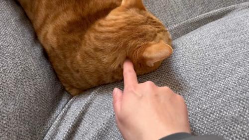 頭に指