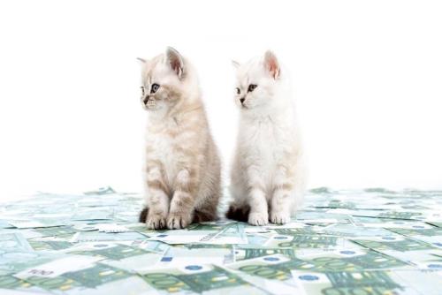 札束の上に座る2匹の子猫