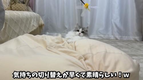 じゃらしで遊ぶしろちゃん