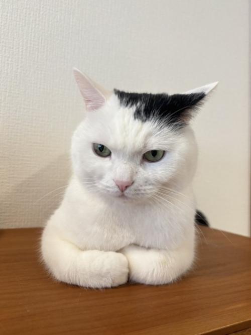 不満げな猫