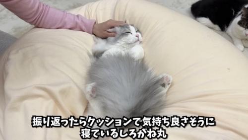 クッションに居るしろちゃん