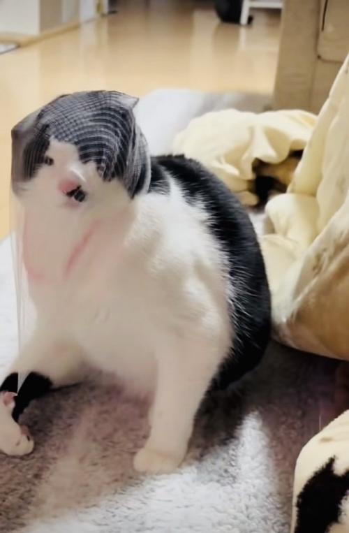 頭に被った排水溝ネットを外そうとする保護猫