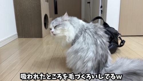 毛づくろいしているしろちゃん
