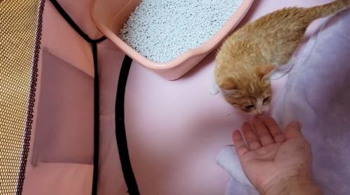 手を嗅ぐ子猫