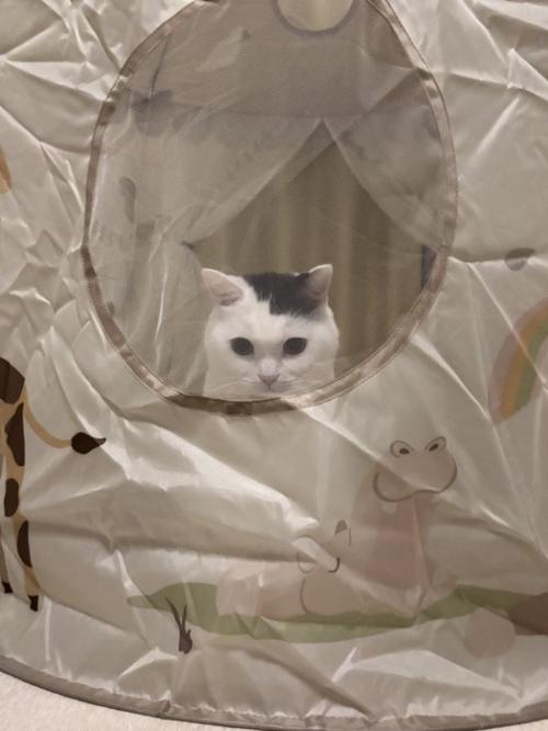 鏡越しの猫