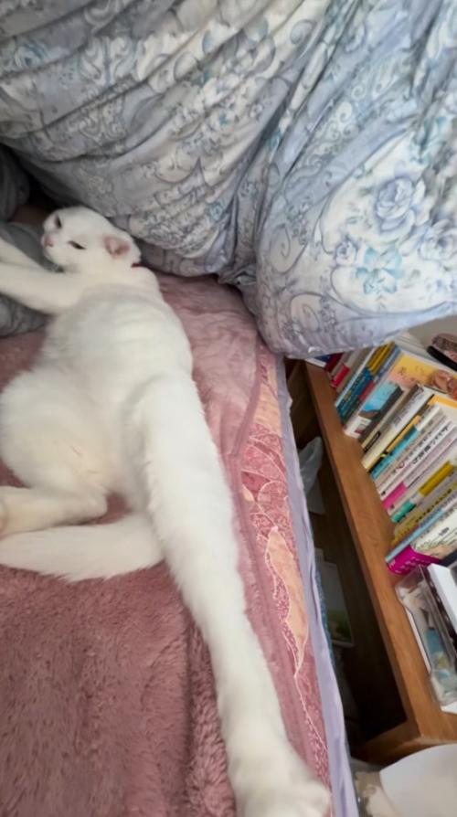 体を右に倒して右向きに寝る猫