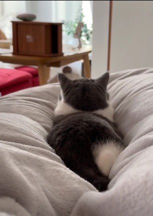 布団の上でくつろいでいる猫