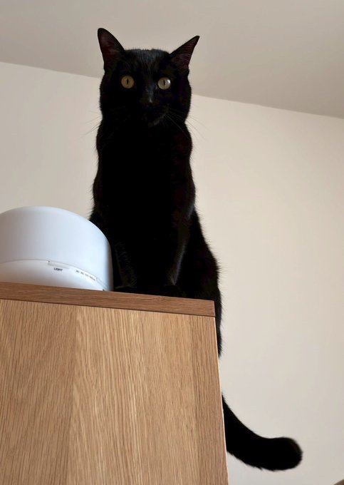 室内にいる猫