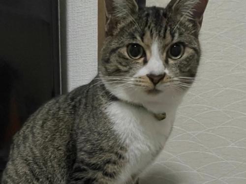 こちらを見つめる猫2