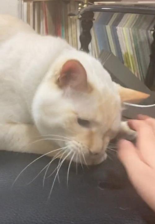 またイスを噛もうとする猫
