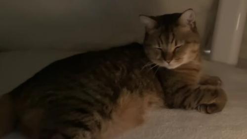 こたつの中の猫