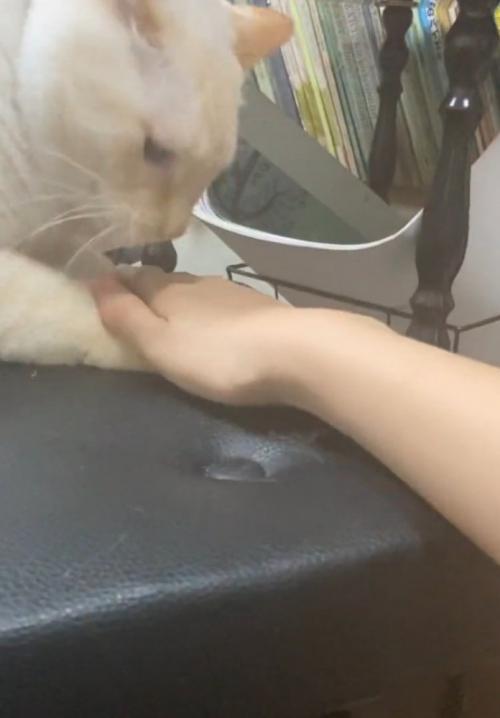 手を見る猫