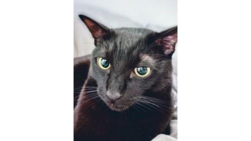 室内にいる猫
