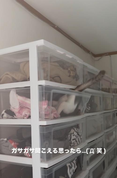 ケースの中に入っていく猫4