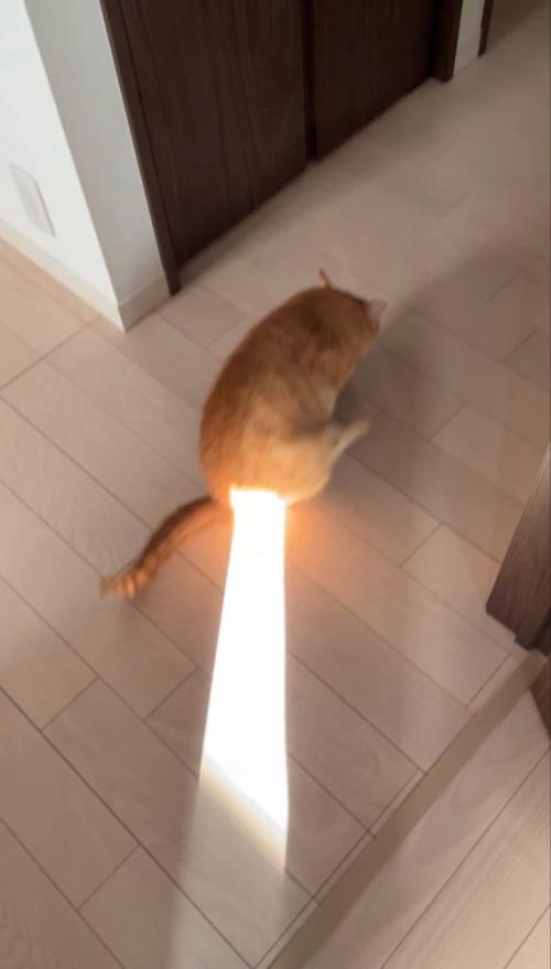 おしりに日光が当たる猫