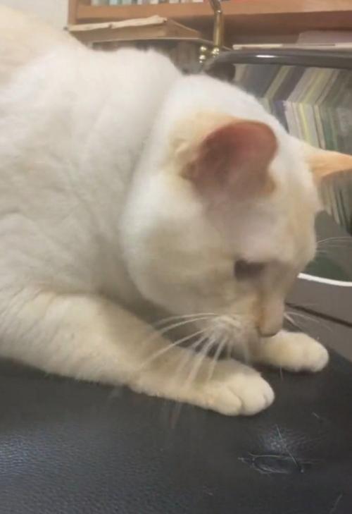 イスを見る猫