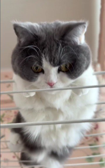 洗濯物干しの上にいる猫