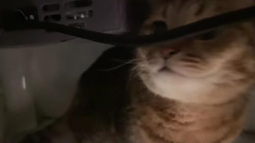 こたつの中の猫