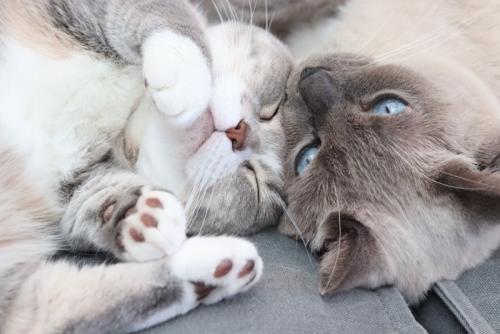 顔を寄せ合う2匹の猫