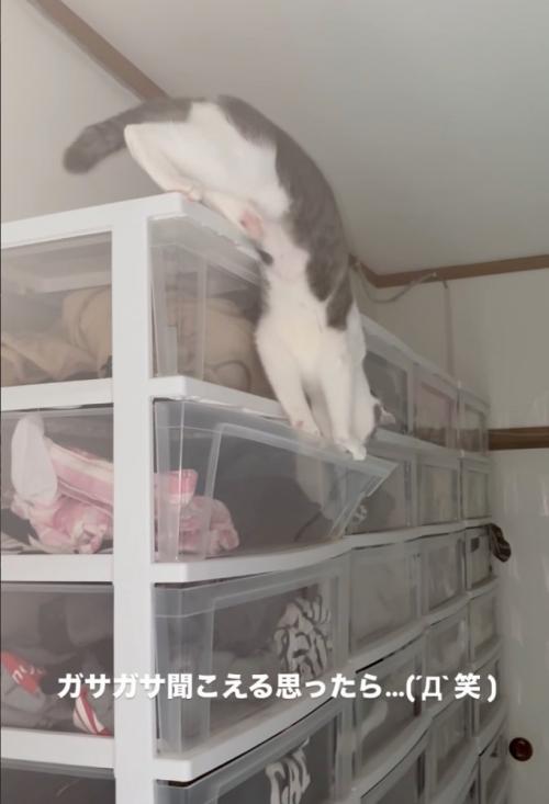 衣装ケースに入ろうとする猫