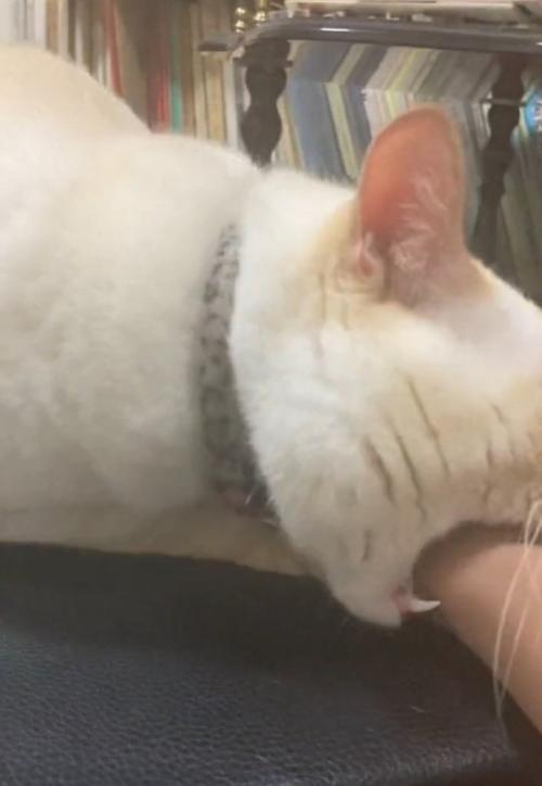 再度手を噛む猫