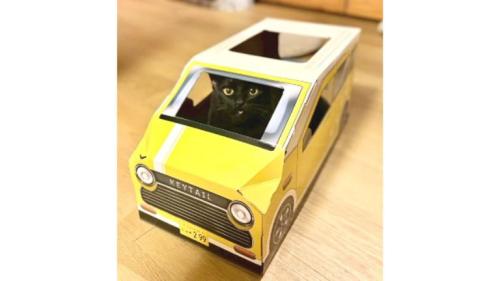 室内にいる猫