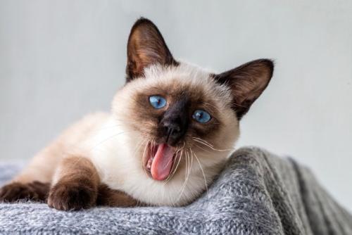 あくびをするシャムの子猫