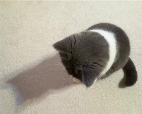 座って床を見ている猫