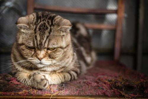うつむいている猫