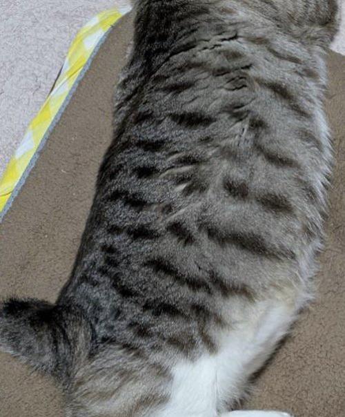 シャムトラの背中の模様